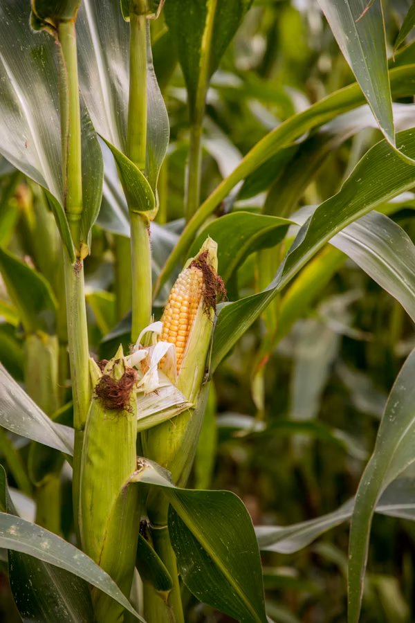 Corn Image